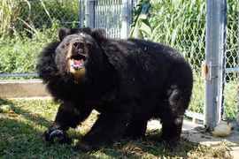 Bear conservation centre in Ninh Binh saves bile bears