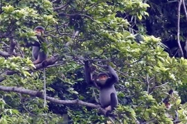 Youth programme on primate protection in Vietnam launched 
