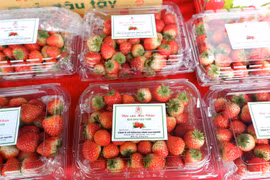 Son La strawberry, farm produce week opens in Hanoi 