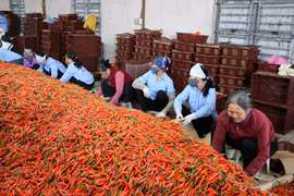 Stronger links between firms, farmers bolster agriculture in Bac Ninh