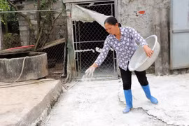 Hanoi city still struggles with African swine fever 