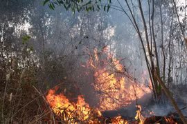 Binh Thuan faces high risk of forest fire 