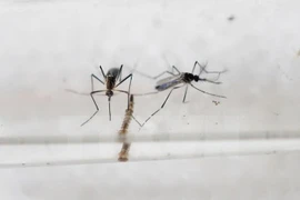Evaluation on dengue fever vaccine completes in Vietnam