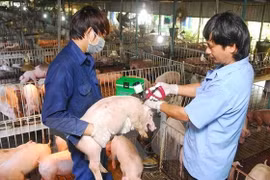 Stronger efforts required for fight against African swine fever