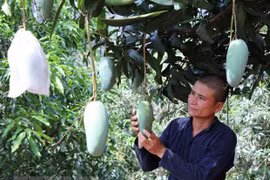 VN asked to enhance quality of farm produce to enter choosy markets