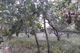 Cashew farmers fear poor yield during harvest season