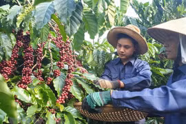Sustainable coffee production project benefits Lam Dong farmers