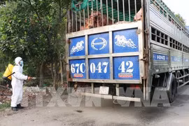 Outbreaks of African swine fever show signs of slowing down