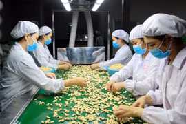 Cashew sector seeks ways to navigate through difficulties