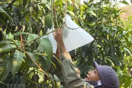 An Giang to export mangoes to US in June