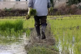 Thailand: rice bill expected to be approved