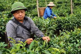 Ethnic farmers grow valuable tea in remote mountains