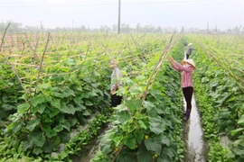 VietGAP certificates given to 81,500 hectares of crops