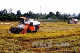 Can Tho targets to provide agricultural training for 1,400 rural people