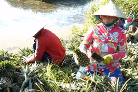 Hau Giang: Nearly 70 million USD needed for agro sector 