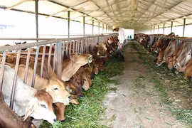 Husbandry industry drives to industrialisation
