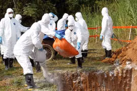FAO: Vietnam should raise high alert on African Swine Fever