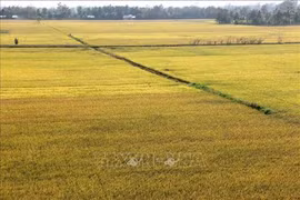 Work accelerated to built master plan for Mekong Delta’s sustainable development