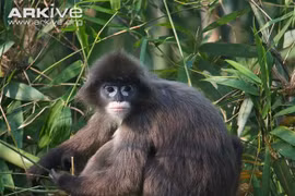 Two rare langurs killed in Pu Mat National Park