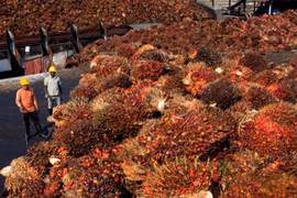 Malaysia plans to raise crude palm oil export tax