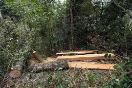 Decline in Vietnam’s deforestation cases