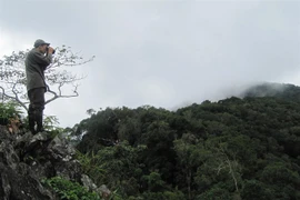 Vietnam to boost forest coverage in Central Highlands
