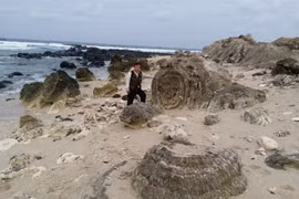 Unique coral reef found on Ly Son 