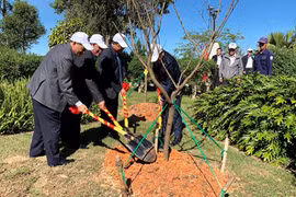 Japanese cherry trees planted in Da Lat city