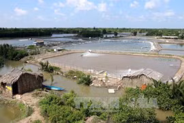 Renewable energy eases pressure for shrimp farmers