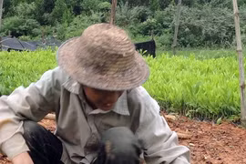Lang Son launches tree-planting campaign