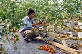Quang Tri draws investment in hi-tech agriculture