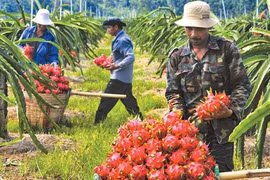 Air freight costs stymie fruit exports
