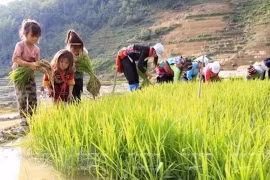 Regulation revisions needed to promote child labour eradication