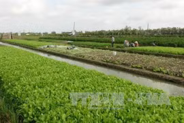 Tra Vinh calls for investment in agricultural projects