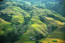 Homestay tourism in Sa Pa attracts holidaymakers