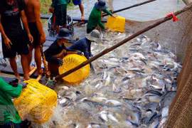 Numerous difficulties challenge tra fish export