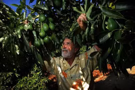 Vietnam, Mexico seek partnership in food industry