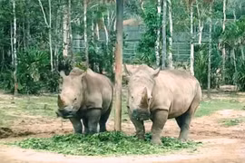 Short-film making contest on illegal wildlife trade launched 