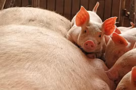 FAO convenes emergency meeting to prevent spread of swine fever 