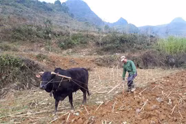 More rice allocated for needy people ahead of Tet