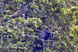 Seminar spotlights conservation of rare langur in Quang Nam