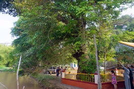 Crape myrtle trees in An Giang recognised as Heritage Trees