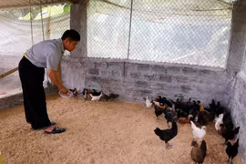 Programme 135 assists Yen Bai’s ethnic minorities to get rid of poverty