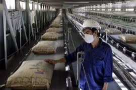 Domestic cement consumption down, export market bright
