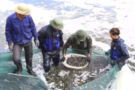 Aquatic catch, aquaculture output enjoy growth in first quarter