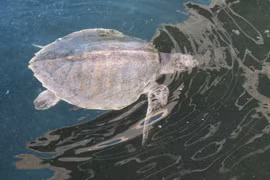 Ninh Thuan works to protect sea turtles