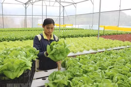 An Giang to call for investment in more than 50 projects