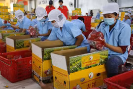 Post harvest losses hinder Vietnam’s exports