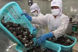 Vietnam dominates Canada’s shrimp market
