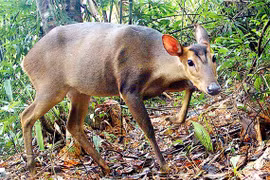 Endangered large-antlered muntjac found in Quang Nam